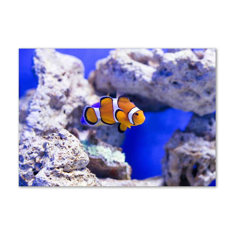 Clown Fish - Wrapped Canvas Print