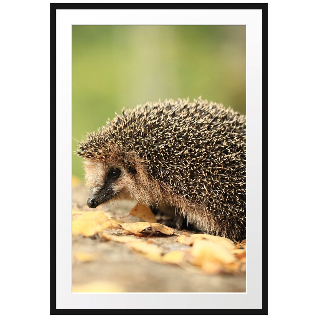 Gerahmtes Poster Igel im Laub