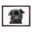 Pug Dog in Abstract - Framed Print-55768028-55768033