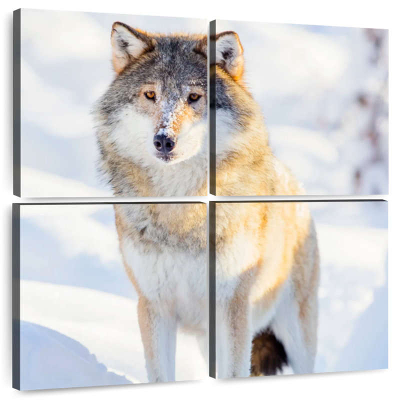 Brampt Winter Gray Wolf, 57" H x 57" W