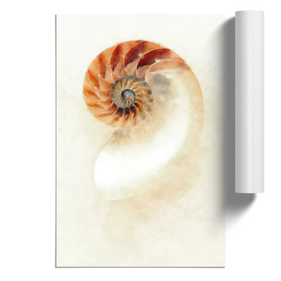 Mother Of Pearl Shell - No Frame Print
