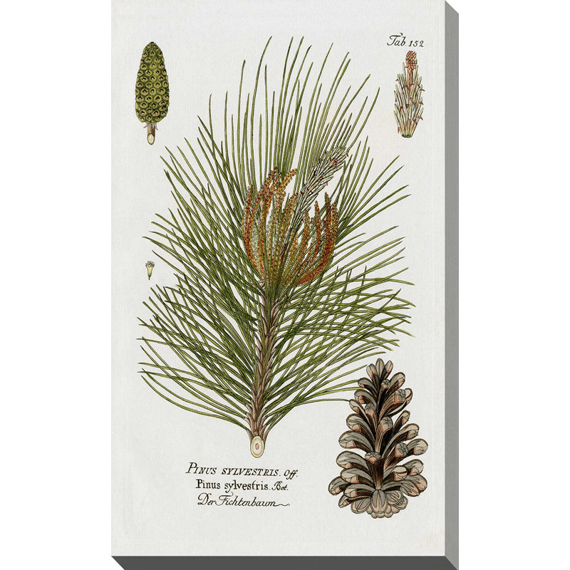 Épinette botanique par Kelly Donovan - Peinture, L 36 po x H 60 po, Toile tendue