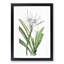 Caribbean Spider lily Flowers by Pierre-Joseph Redoute - Picture Frame Painting Print-55514017-55514020