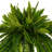 Green Artificial Boston Fern Bush-1948466135