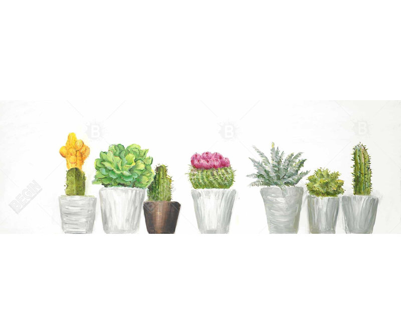 «Mini Cactus And Succulents» sur