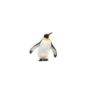 Penguin - No Frame Print on Canvas