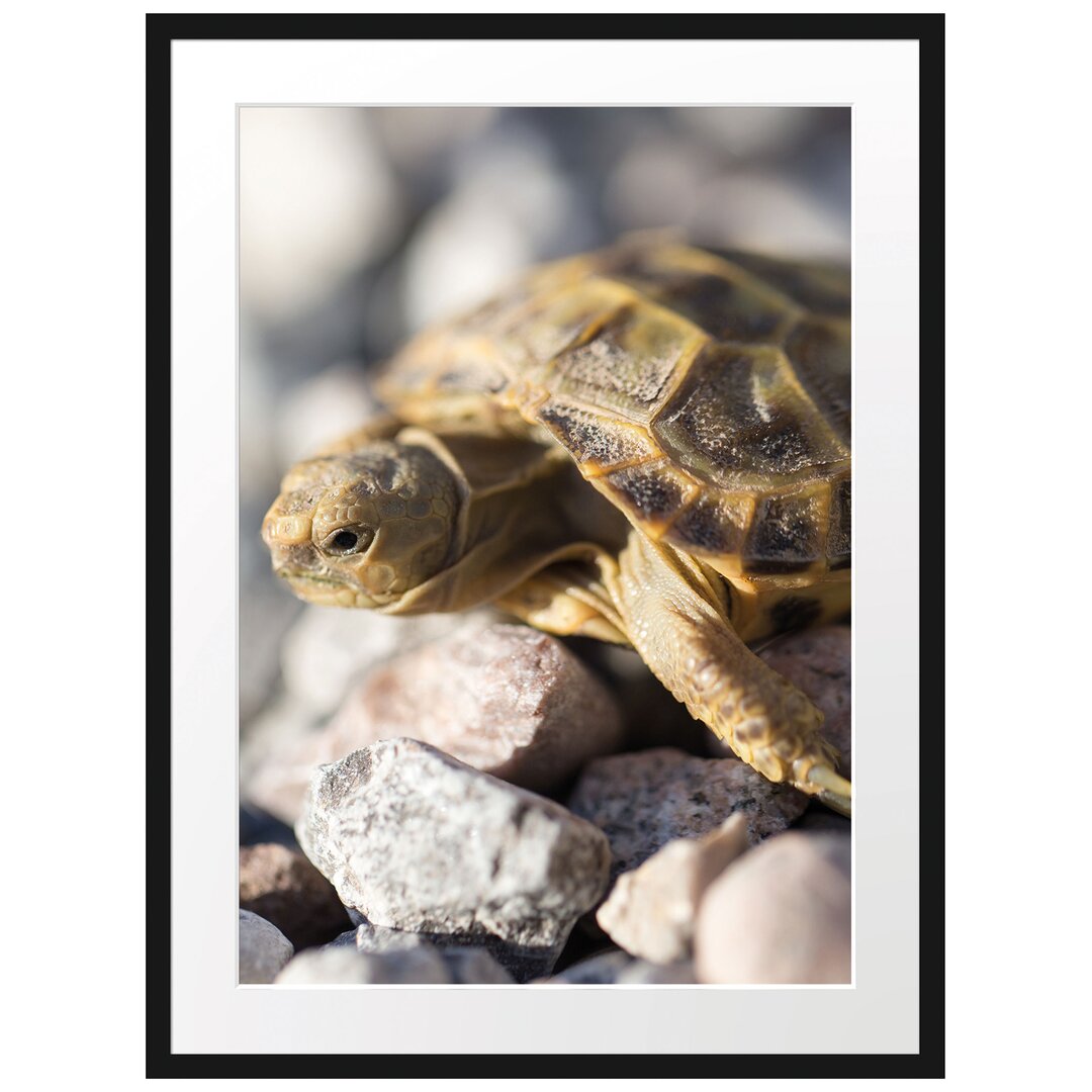 Gerahmtes Poster Kleine Schildkröte