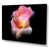 Wrapped Canvas
