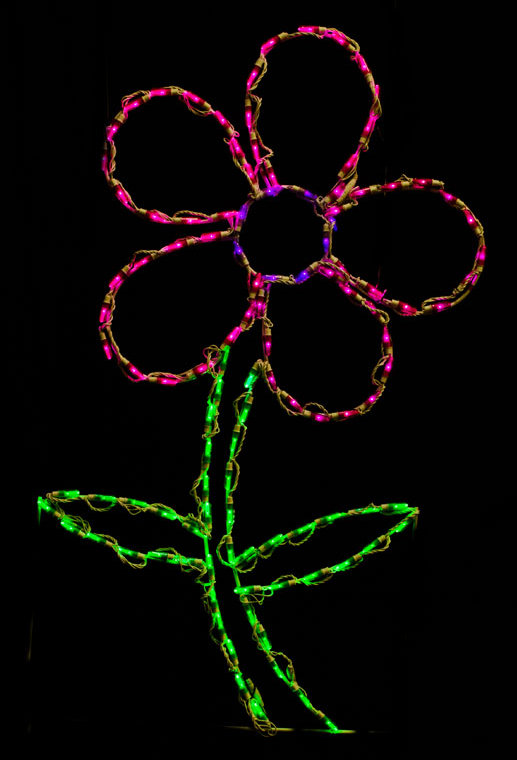 Daisy led lumière, Rose