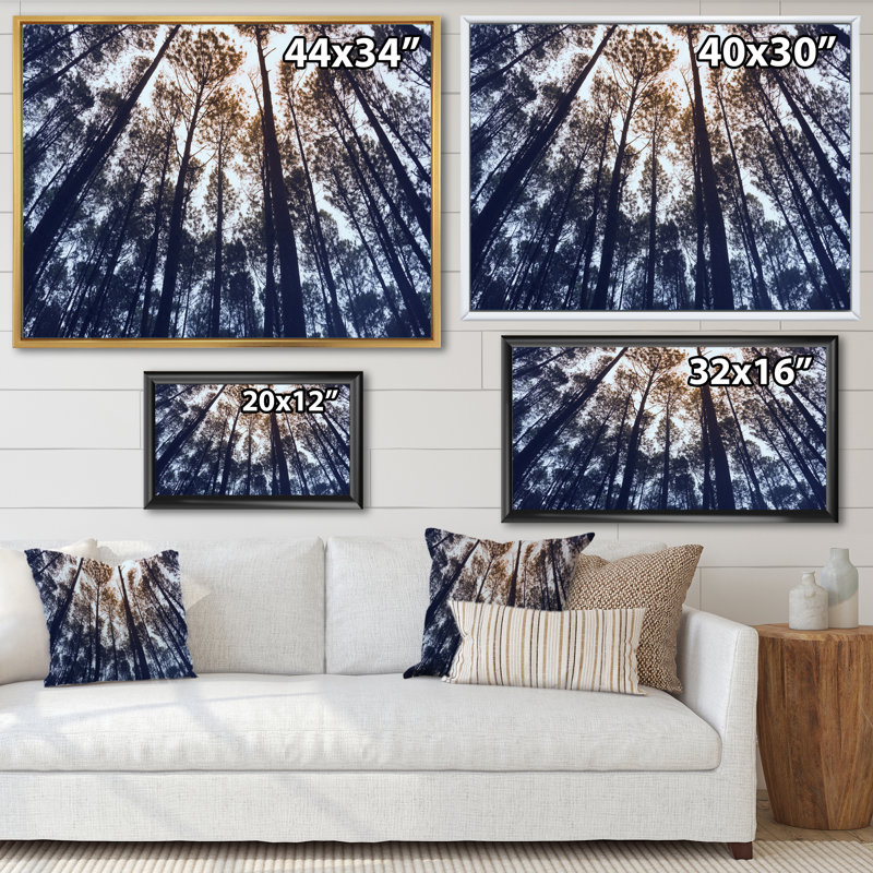 «Tall Old Trees in Pine Forest», Indonésie - Photographie sur toile, H 12 po x l 20 po x P 1 po, Cadre flottant blanc