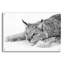 «Lynx 1» par PhotoINC Studio-118068929