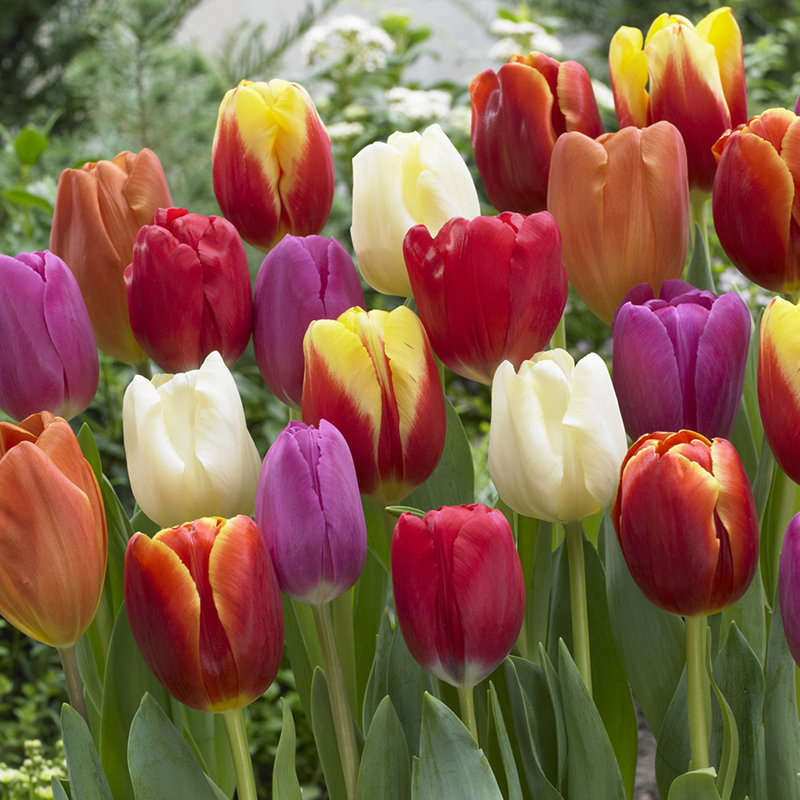 Tulips/Triumph Mixture Bulb