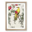 Bush-Warbler & Drooping Peach by Numata Kashu - Picture Frame Art Print-55680390-55680396