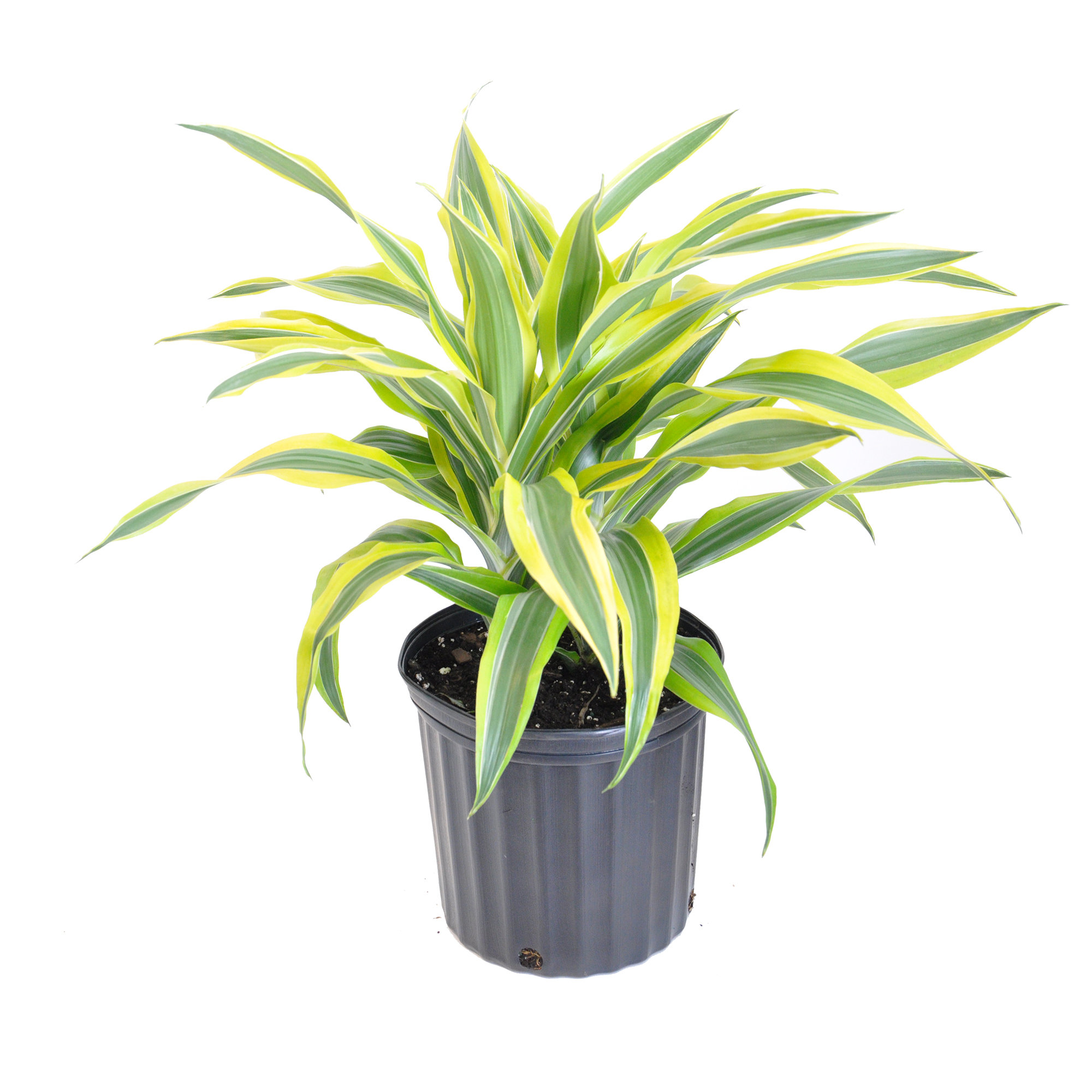 United Nursery Dracaena Lemon Lime Plant Live Indoor Houseplant In 9.25 Inch Grower Pot | Wayfair