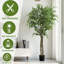 Arbre ficus artificiel de 78 po de hauteur - arbre artificiel Real Touch avec 1674 feuilles vertes réalistes, conception à deux troncs, en pot de ciment noir