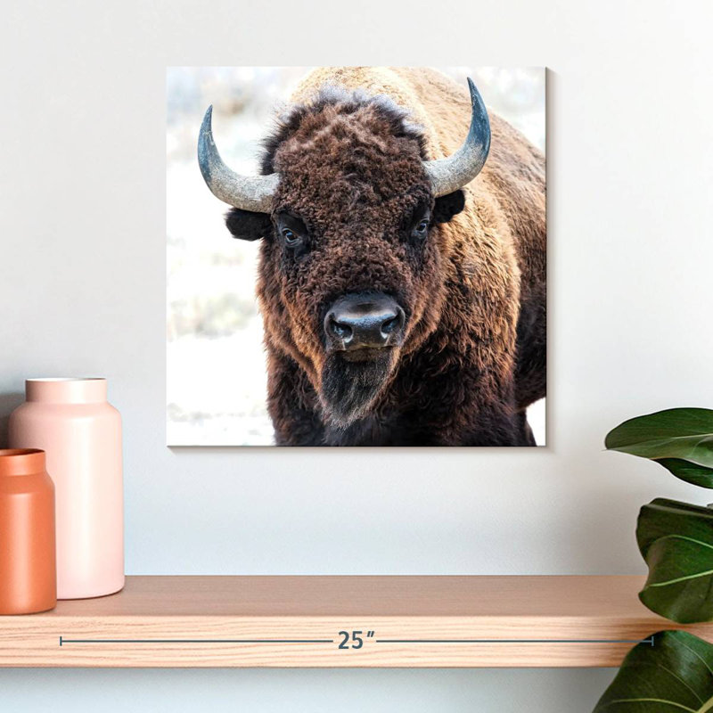 Bison d'Amérique - un trésor national, H 16 po x l 16 po