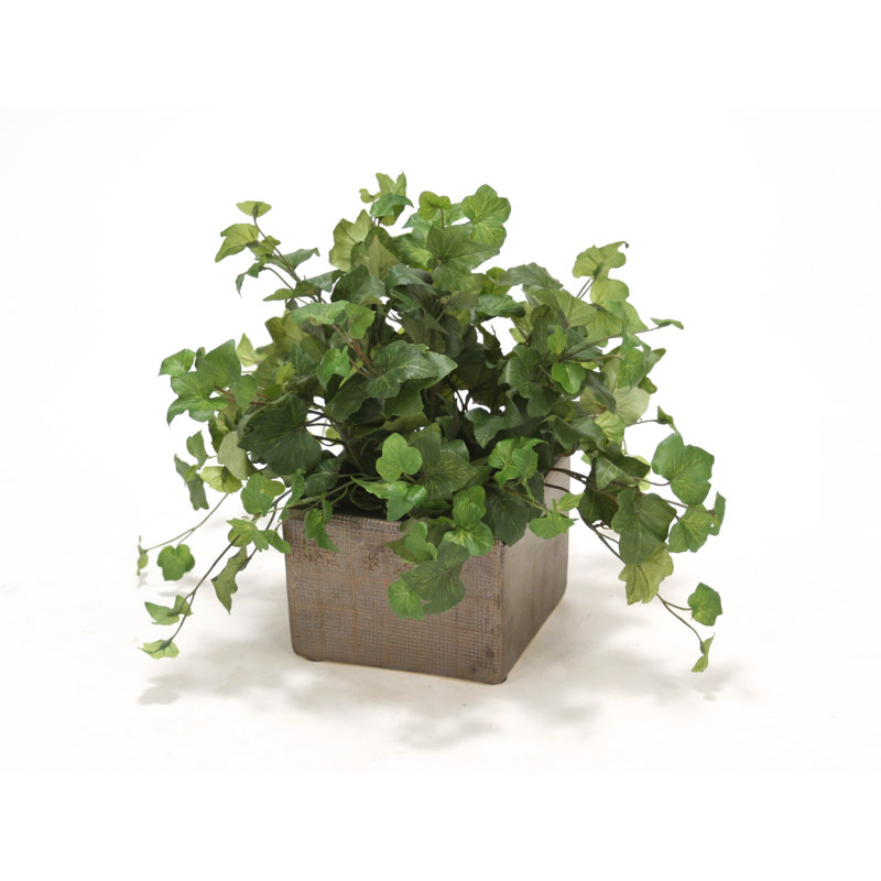Plante de bureau en pot Hedera Ivy
