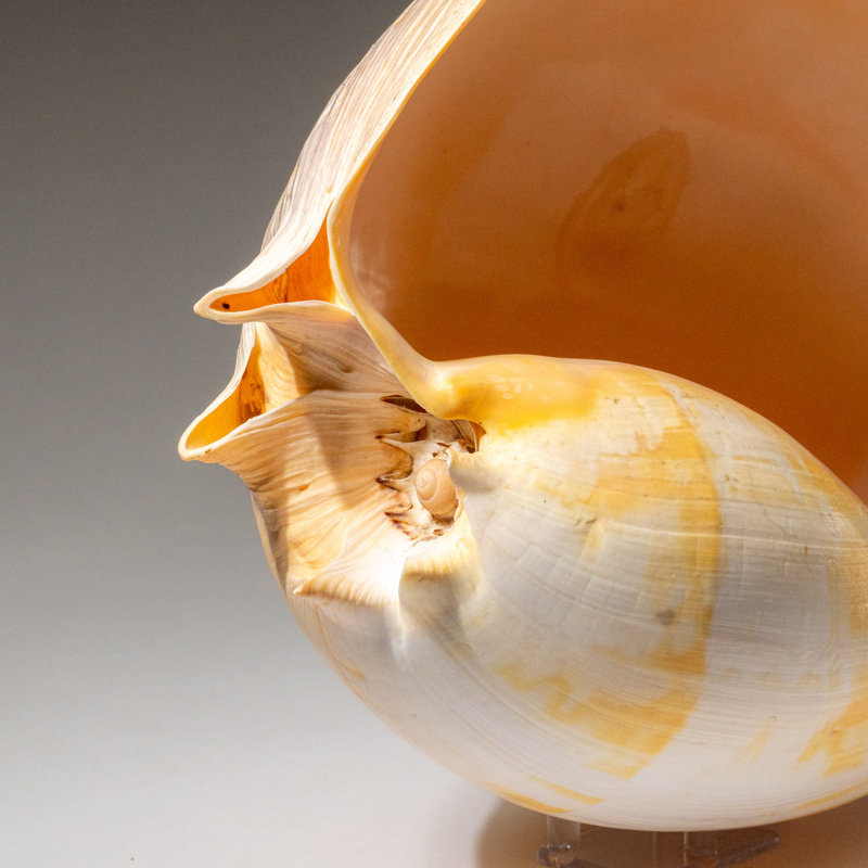 Genuine Large Volute Shell (2.3 Lbs)