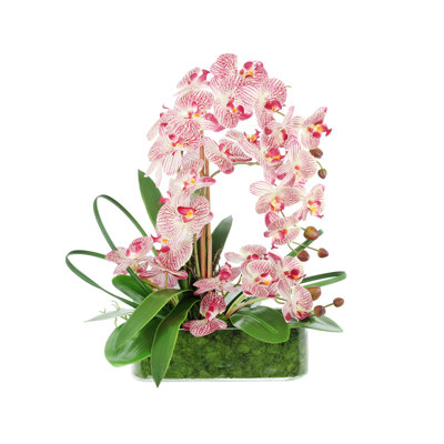 Orchid Arrangement in Vase