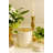 Livio Parchment Ice Bucket