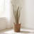 Elmhur 39.5 " Preserved in-1031606647