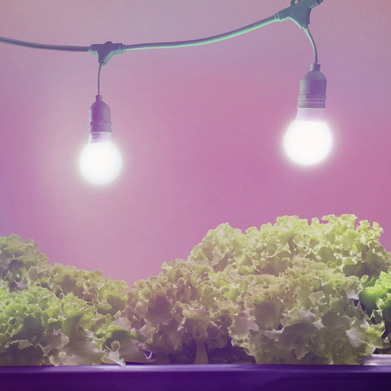 Miracle LED LETTUCE Grow Light Kit with Sproutmatic Timer, Red & Blue Spectrum