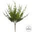 Arnell Monterey Cypress Bush