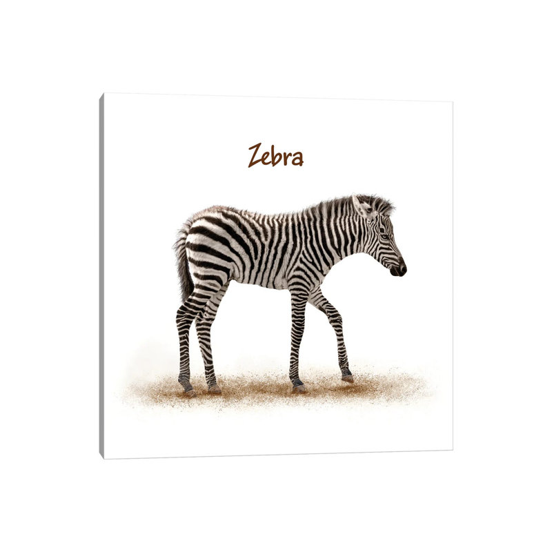 Cute Baby Zebra Walking by Susan Schmitz - Wrapped Canvas Print, 30.48 cm H x 30.48 cm W, Wrapped Canvas