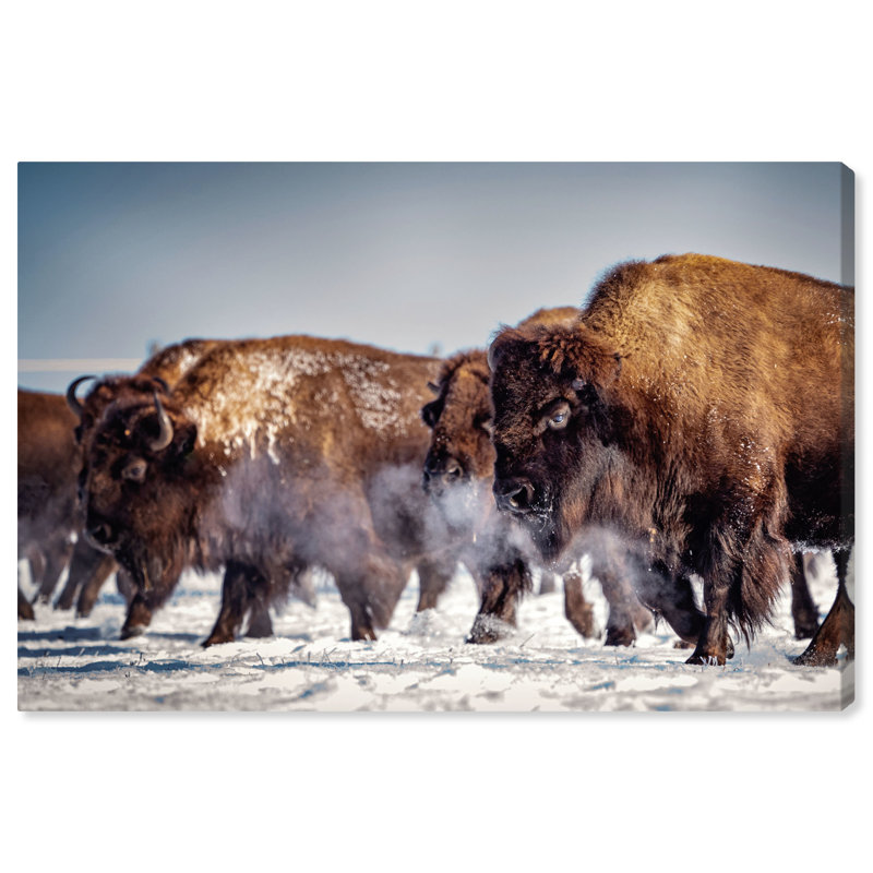 Buffalo Herd In A Snow Landscape Print, 20" H x 30" W, Wrapped Canvas
