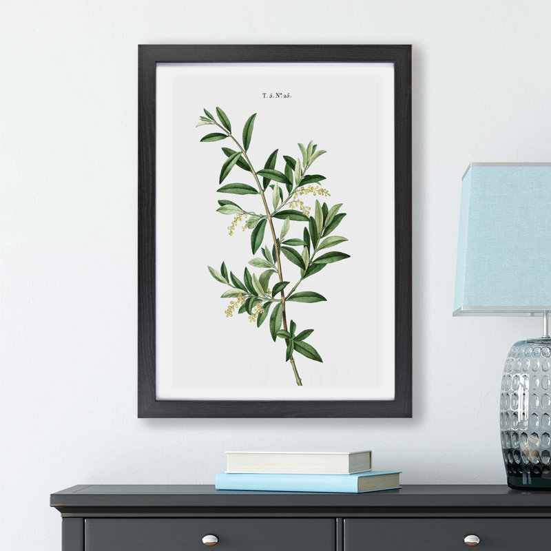 Olive Tree by Pierre-Joseph Redoute - Single Picture Frame Painting, 45cm H x 63cm W x 2cm D, Black