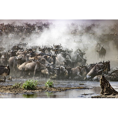 Deodhar Wildebeest Crossing a River 1 Piece Wrapped Canvas Wall Art