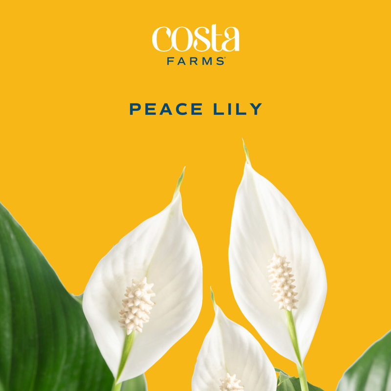 Peace Lily in Ceramic Planter