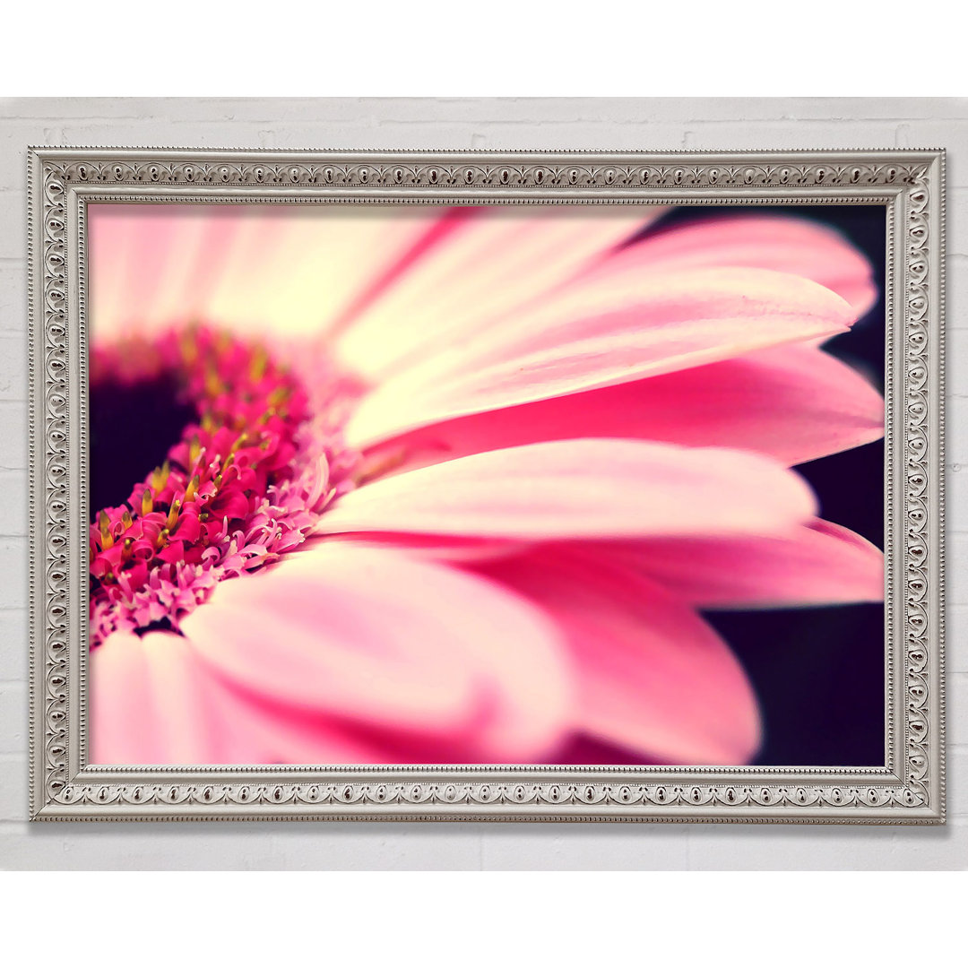 Gerbera Pink Petal Close-up - Einzelner Bilderrahmen Kunstdrucke