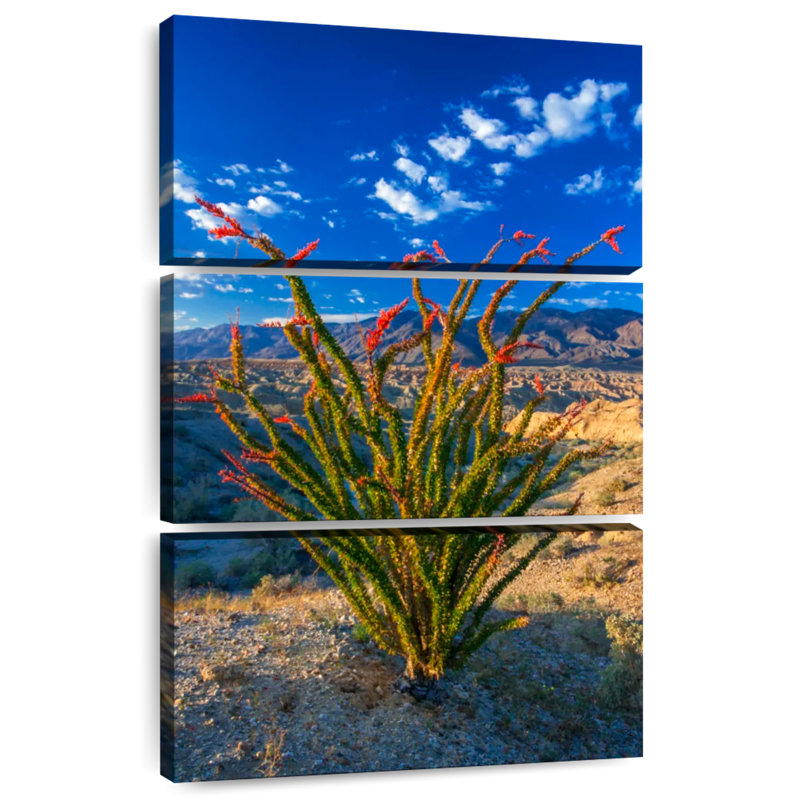 Ocotillo à Anza Borrego