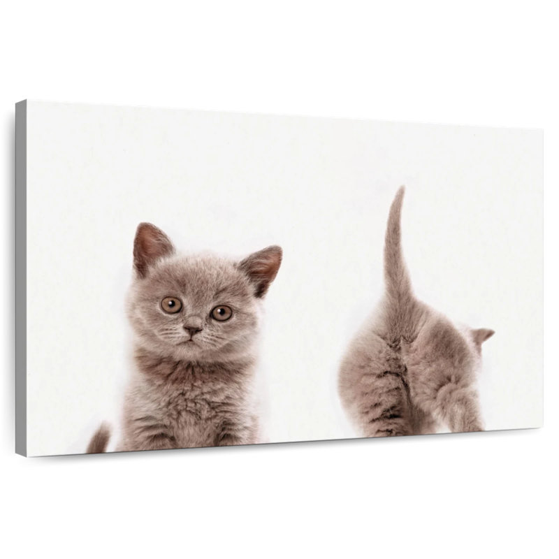 Crowle Kitten Front And Back Portrait, 8" H x 12" W