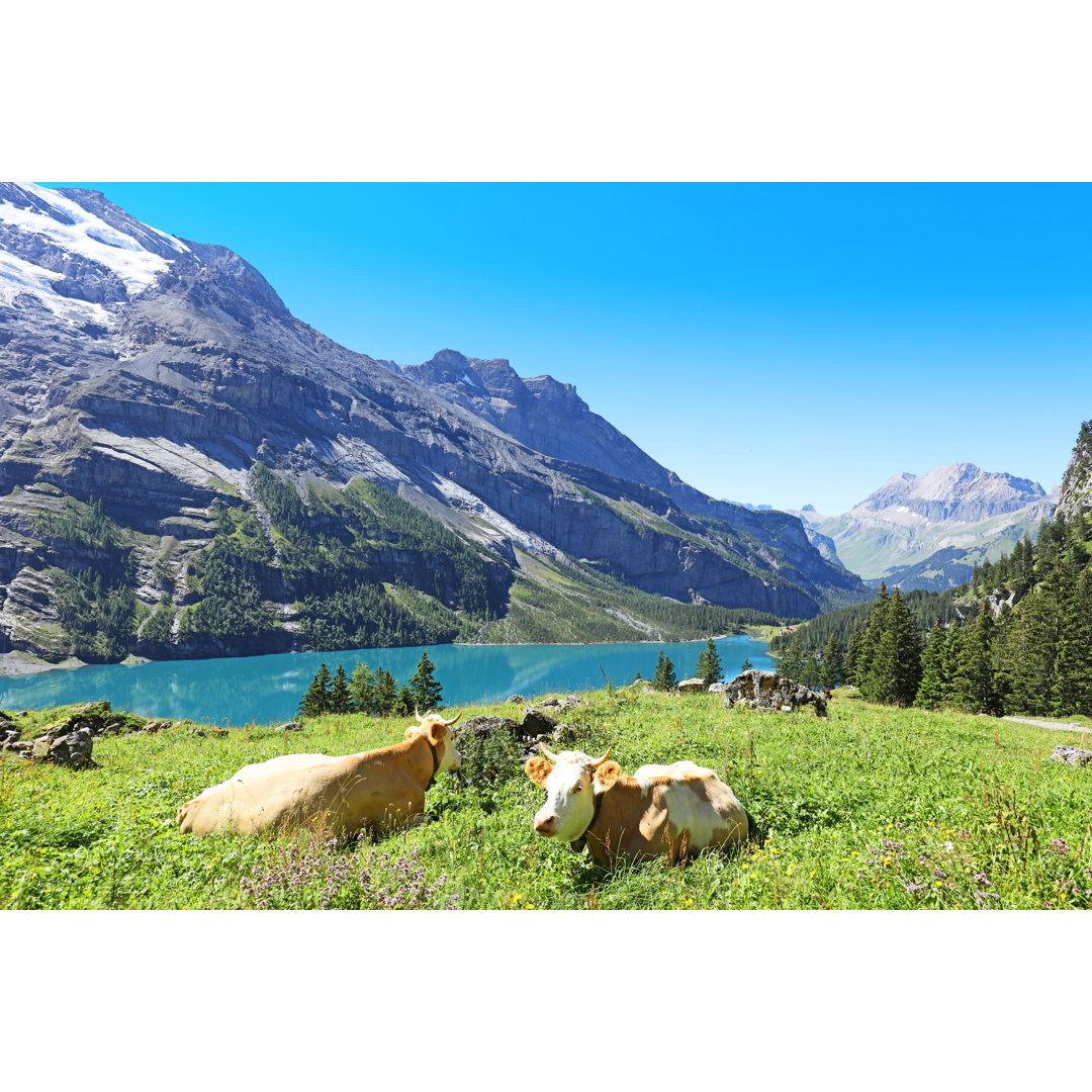 Schweizer Kühe in den Bergen im Berner Oberland von JurgaR - Kunstdrucke ohne Rahmen auf Leinwand