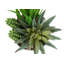 Plante succulente en pot 7 po Mcclendon