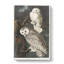 Snowy Owls by John Audubon - Wrapped Canvas Painting-55318116