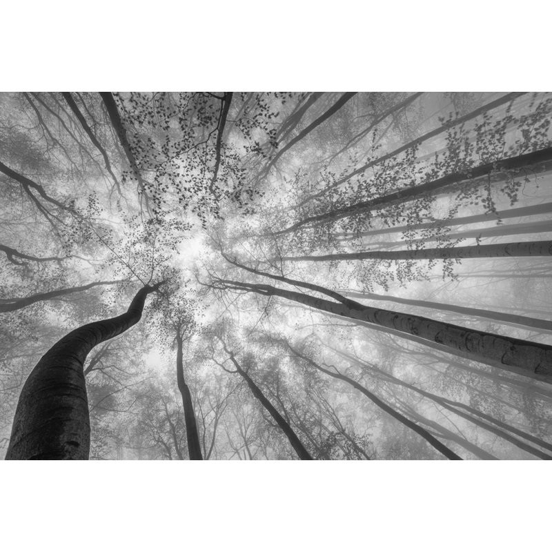Wrapped Canvas Print, 50.8 cm H x 76.2 cm W