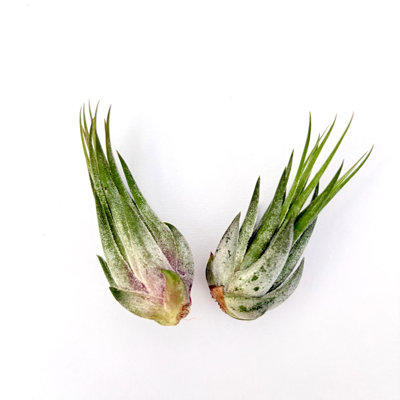 Air Plant Scaposa Kolby 2pk 2"-3'