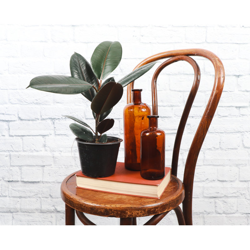 Live Burgundy Rubber Plant, 12" H x 4.5" W x 4.5" D
