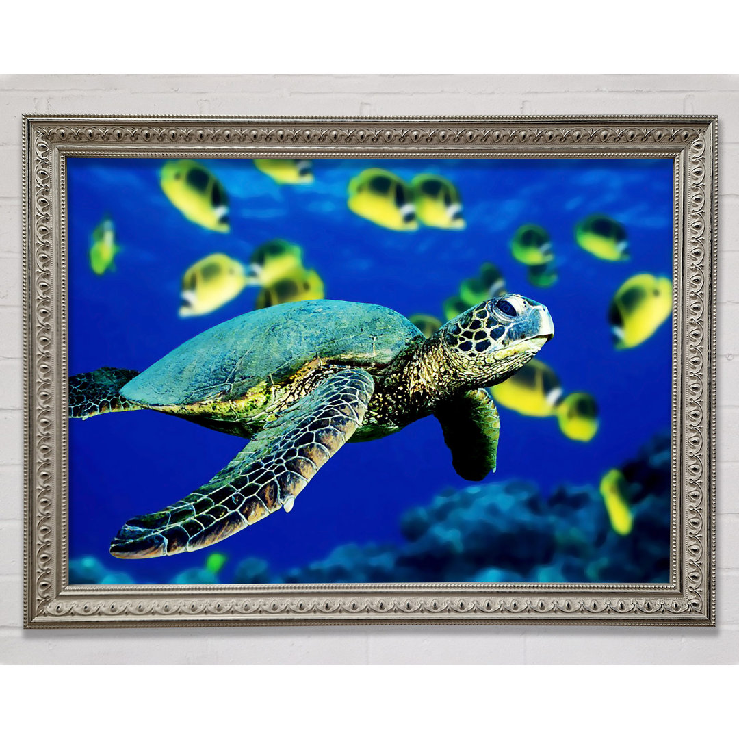 Gerahmtes Bild Turtle Ocean