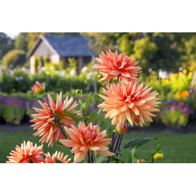 " Orange Dahlia Flowers " by Belikart