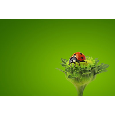Coccinelle sur fleur par Macrow World