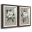 Magnolia botanique - ensemble de 2 reproductions d'art-866272743-866272761-866272718