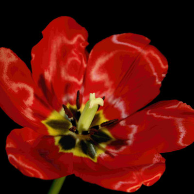 Tulipes chatoyantes III (JP)