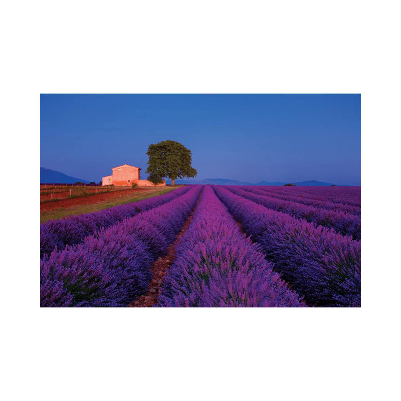 France, Provence. Lavender Field In The Valensole Plateau. by Jaynes Gallery - Wrapped Canvas Print, 20.32cm H x 30.48cm W
