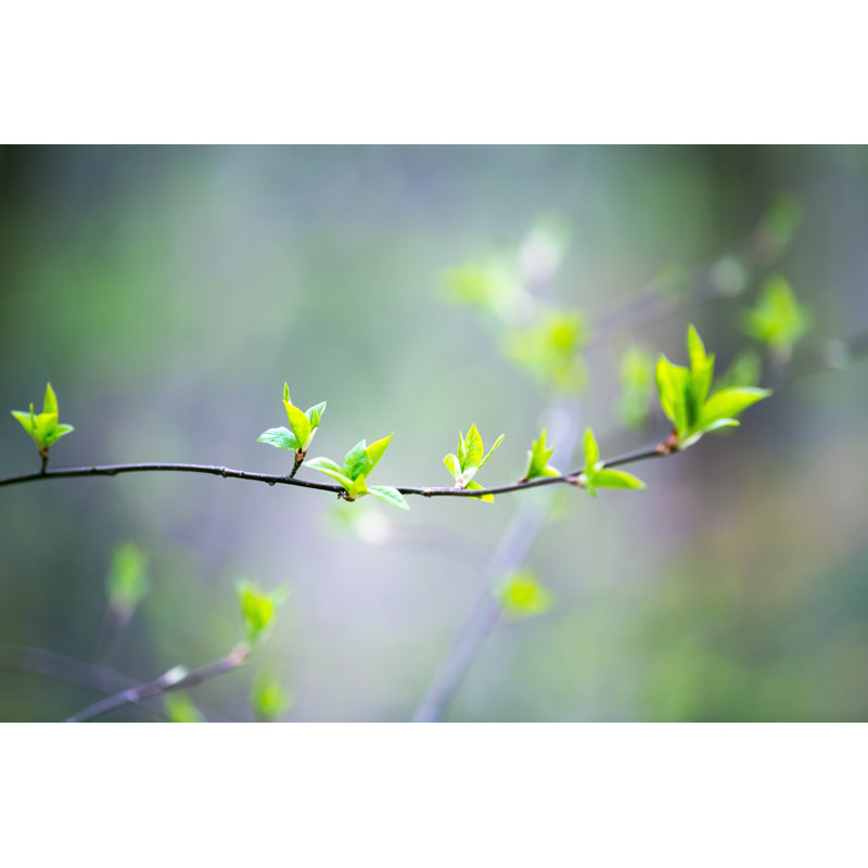Spring Buds par Borut Trdina, H 32 po x l 48 po