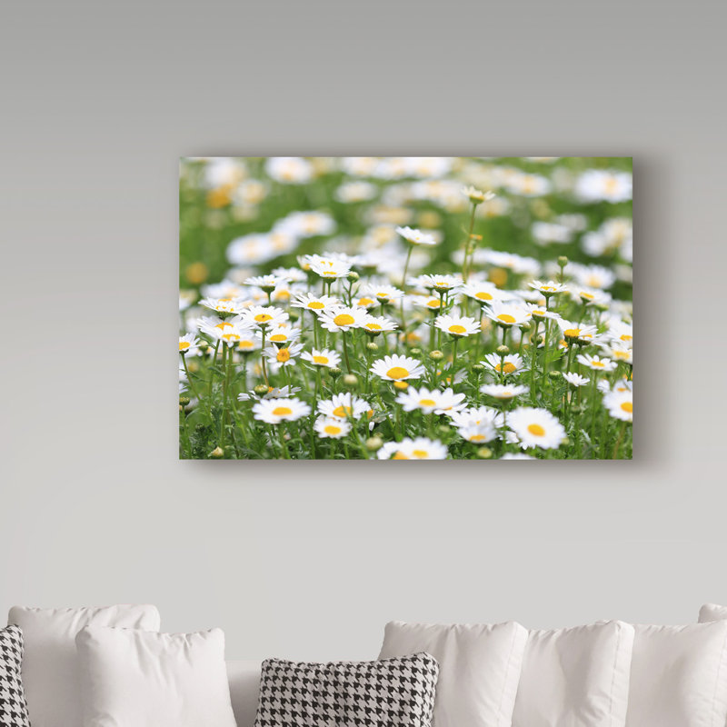 « field of marguerites », reproduction de photo sur toile tendue, H 12 po x l 19 po x p 2 po