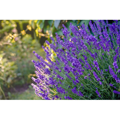 " Lavender (Lavandula Angustifolia) "